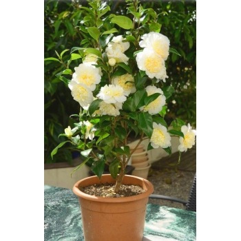 KAMELIA CAMELLIA biało żółta - sadzonki 50 / 80 cm